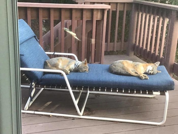 Foxes Sleeping On Friend's Upstairs Deck. Last Year There Was Only One
