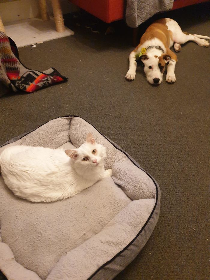 New Pup And Old Kitty Are Still Working On Getting Along, But She Sure Knows How To Assert Her Dominance