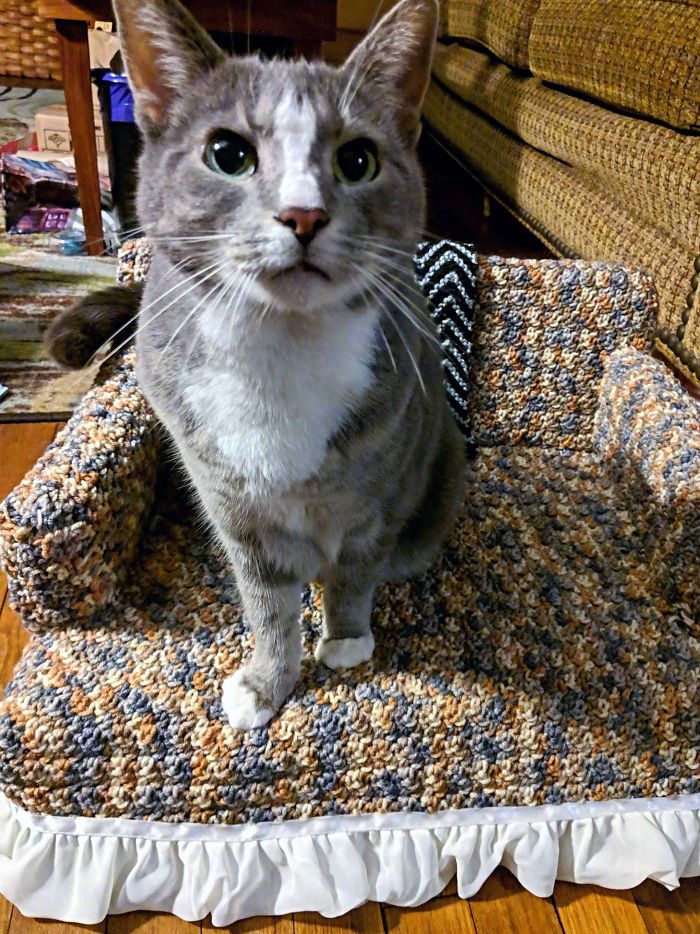 People are Using Their Free Time To Crochet Tiny Couches For Their Cats