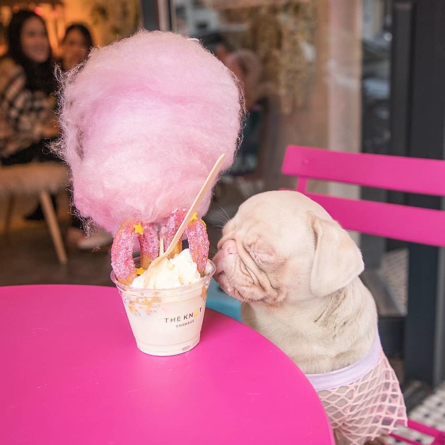 Meet Milkshake, The Albino Pug That Is Going Viral