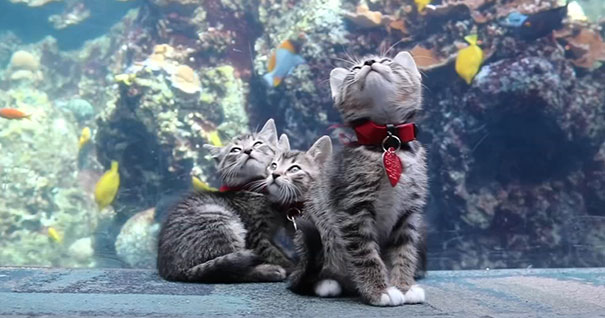 Kittens And Pups Are Introduced Into An Aquarium To Explore The Sea World