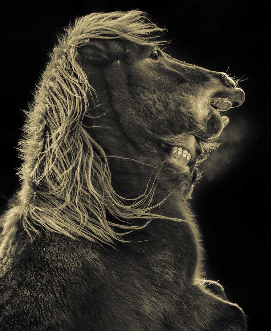 I Took These 40 Photos To Show People The Beauty Of Animals