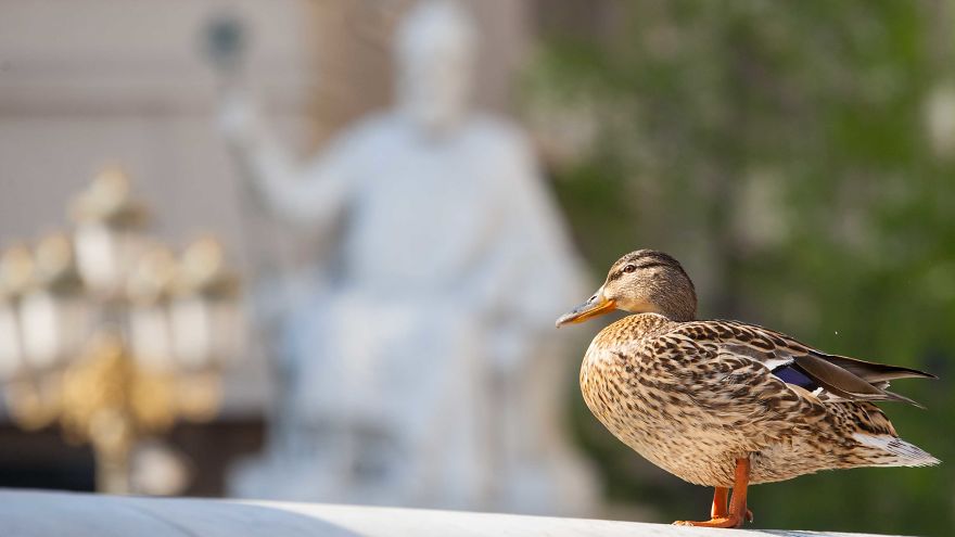 During Coronavirus Lockdown, Wild Ducks Came To The Fountain In The Center Of The Capital Of Macedonia, Skopje. Nature Returns To Its Place.
