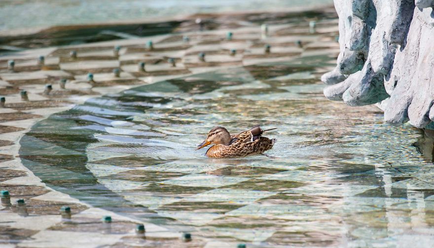 During Coronavirus Lockdown, Wild Ducks Came To The Fountain In The Center Of The Capital Of Macedonia, Skopje. Nature Returns To Its Place.