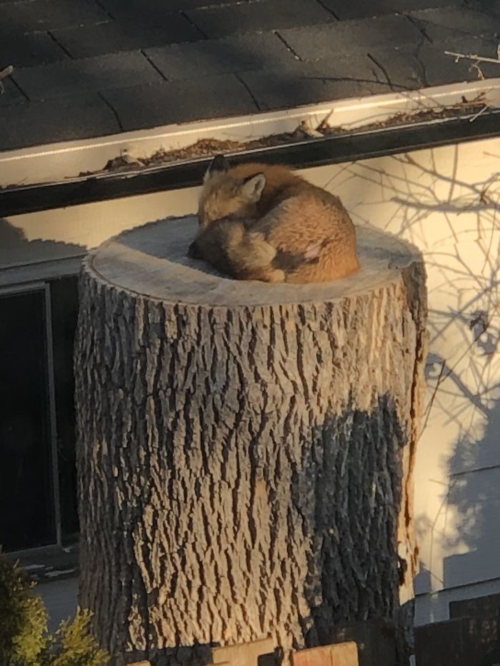 Fox Sleeping On A Tree Stump Makes The Day Of A Couple Stuck In Quarantine