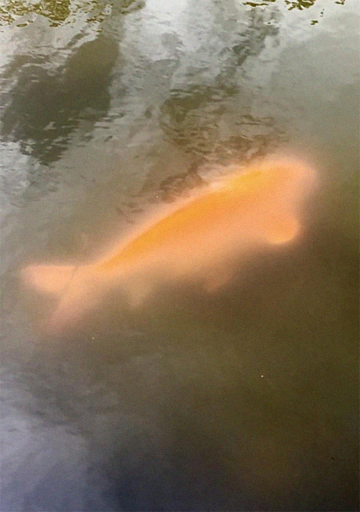You’ve Been Blessed By The Magic Glowing Koi, 7 Years Of Good Luck Coming Your Way
