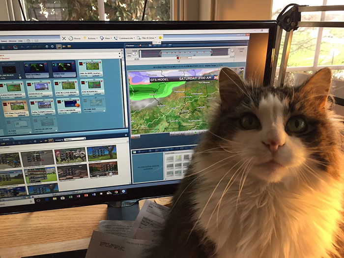 This Weatherman Starts Working From Home, Goes Viral After Cat Joins His Broadcast