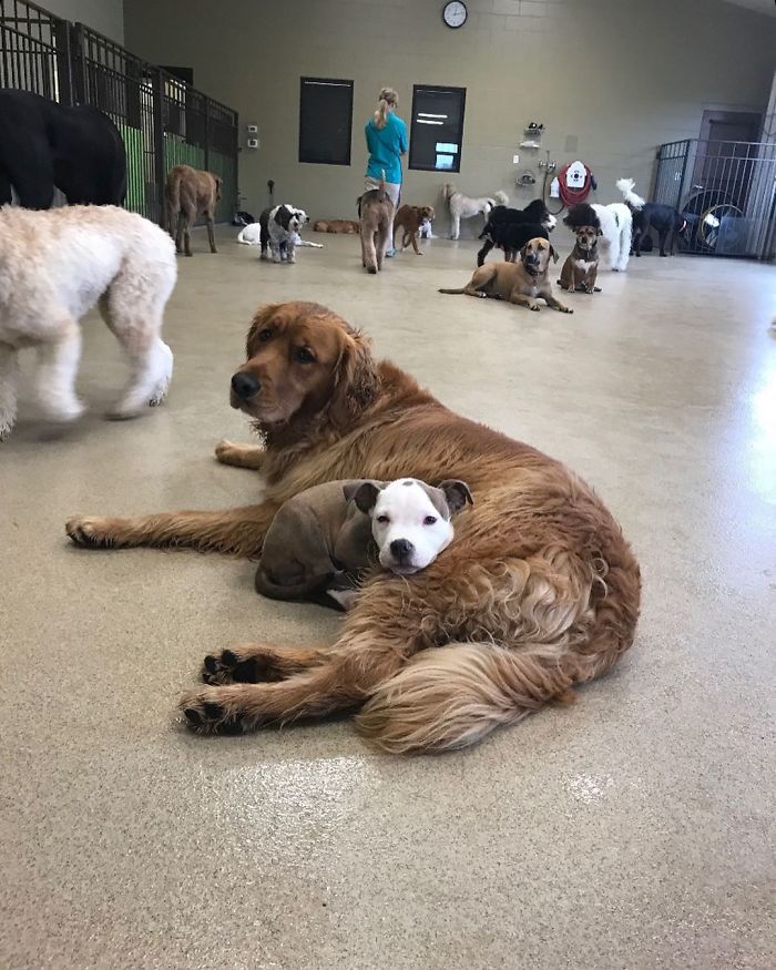 Dog Finds The Fluffiest Dogs In Daycare So She Can Nap On Them