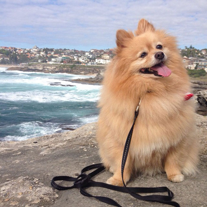 Woman Leaves Her Instagram Followers In Stitches After Grooming Her Dog In Self-Isolation