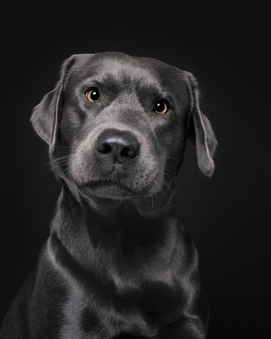 Cooper, The Labrador