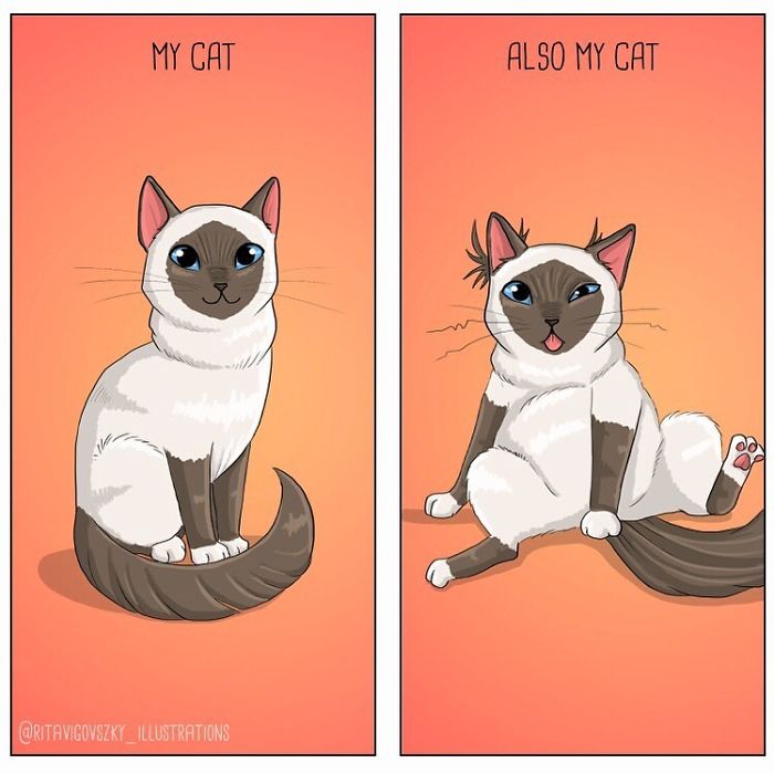 Artist Illustrates His Everyday Life With His Cats And Shows That They Are More Than Companions