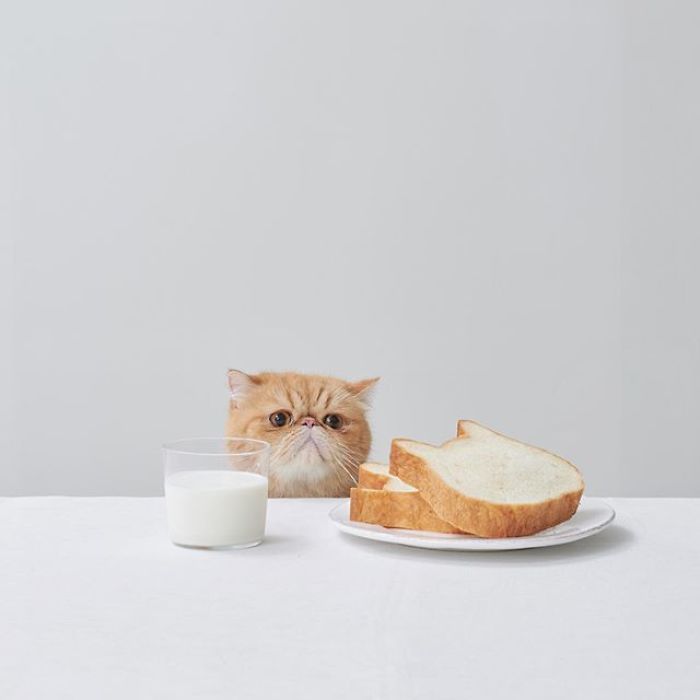 Japanese Bakery Makes Cat-Shaped Breads And They're Just Too Adorable