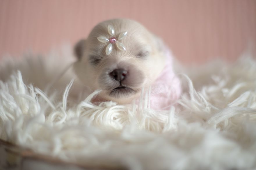 Brazilian Photographer Did The Cutest Photoshoot With Newborn Pups And It Might Melt Your Heart