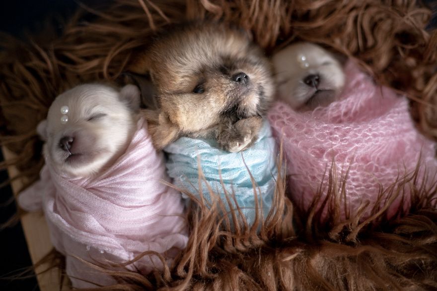 Brazilian Photographer Did The Cutest Photoshoot With Newborn Pups And It Might Melt Your Heart