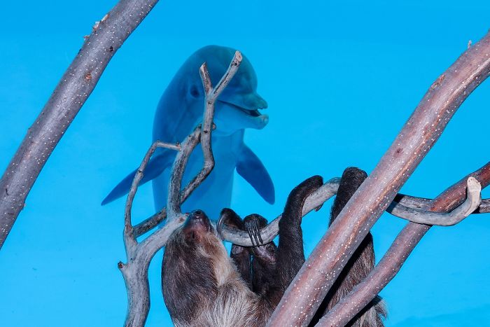 These Dolphins Have Lost Their Minds With Excitement At The Sight Of A Sloth