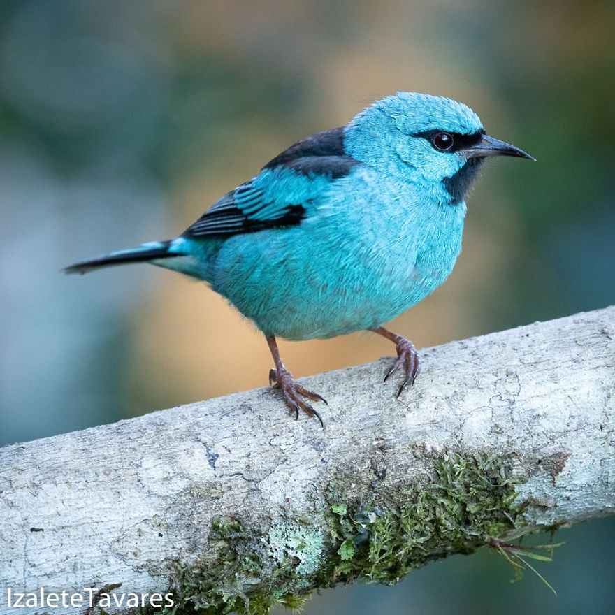 Birdwatching - What Is This? Birdwatching - What Is This?