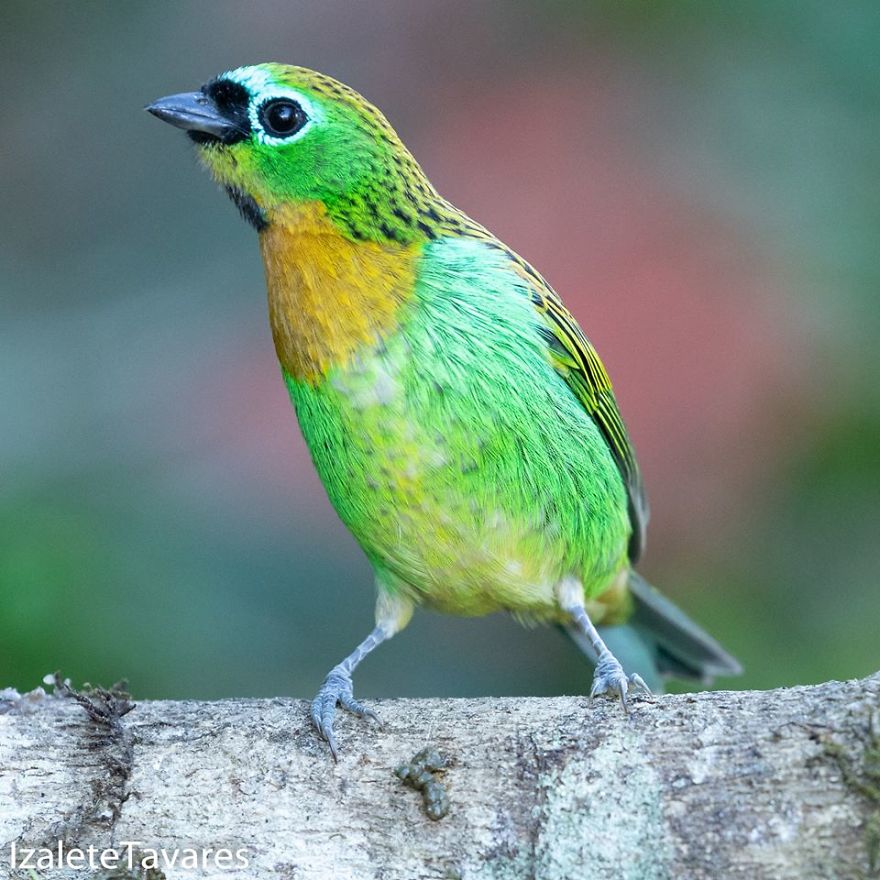 Birdwatching - What Is This? Birdwatching - What Is This?