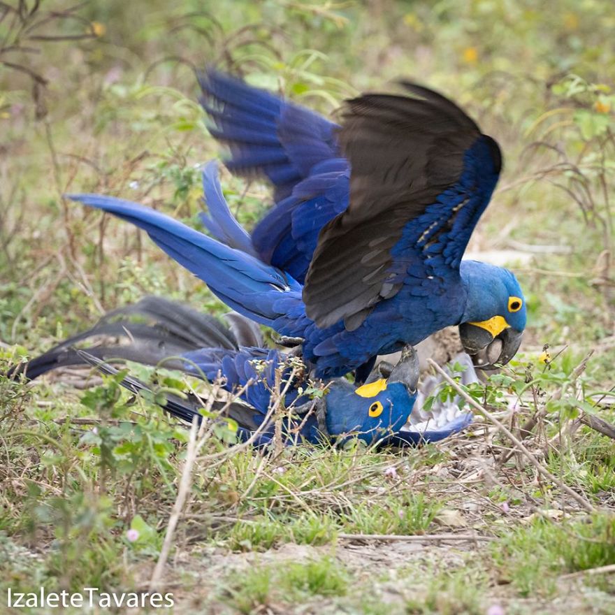 Birdwatching - What Is This? Birdwatching - What Is This?