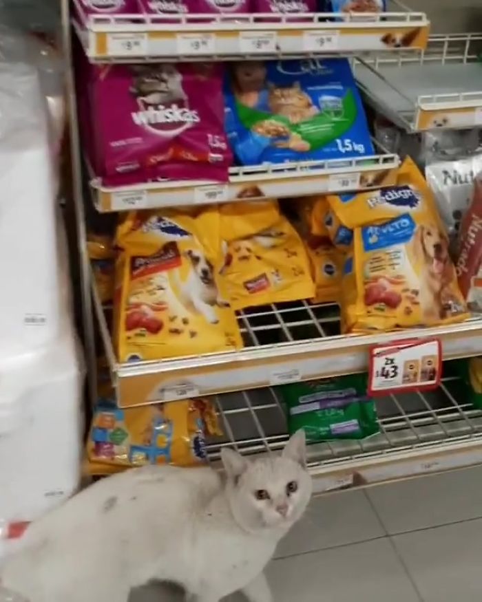 Este gato callejero tan listo llevó a una mujer a la tienda y le pidió que le comprara comida, así que ella lo adoptó