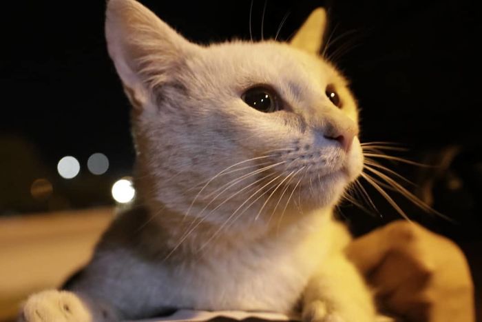 Este gato callejero tan listo llevó a una mujer a la tienda y le pidió que le comprara comida, así que ella lo adoptó