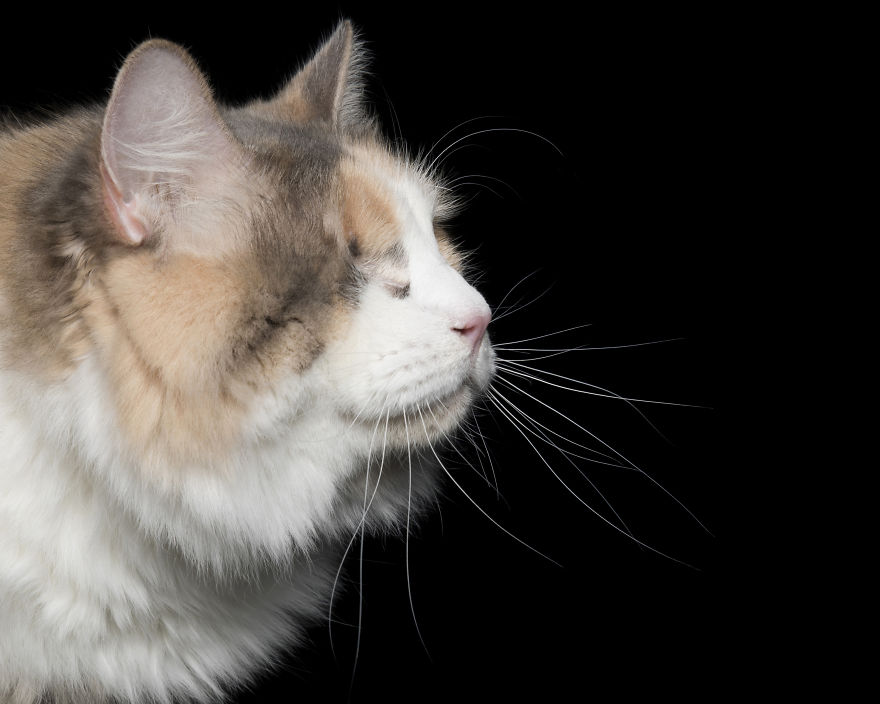 Peaches Were Adopted From Haart And Had Her Eye Removed When She Developed Acute Glaucoma