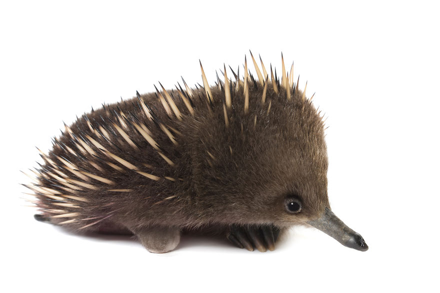 Randal The Echidna Was Taken In By Bonoring Wildlife Sanctuary When He Lost His Foot In A Dog Attack