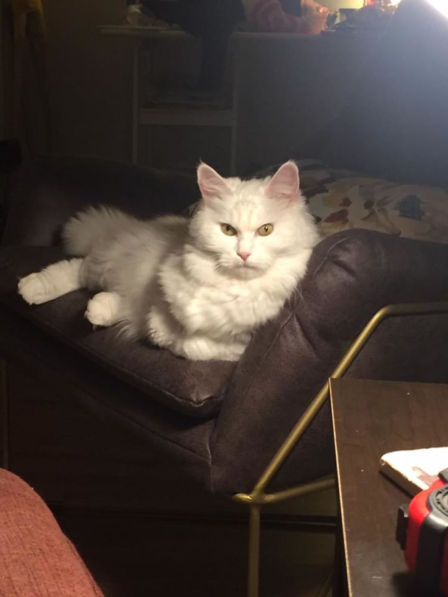 Expressions Of Blanche, 33 Pics Of My Sassy Senior Kitty Expressions Of Blanche, 33 Pics Of My Sassy Senior Kitty