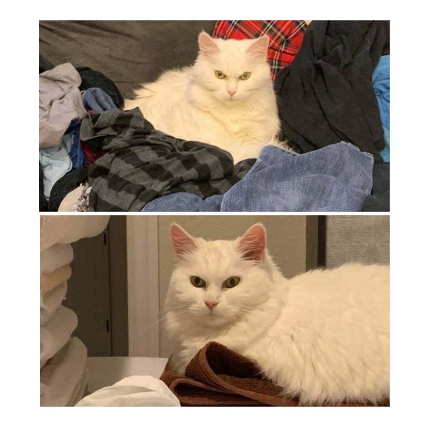 Expressions Of Blanche, 33 Pics Of My Sassy Senior Kitty Expressions Of Blanche, 33 Pics Of My Sassy Senior Kitty