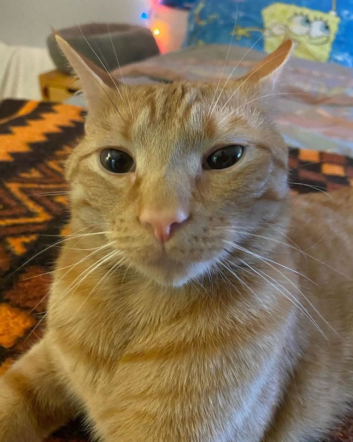 Meet Carrot, The Cat That's Gone Viral For Giving His Owners Anxiety