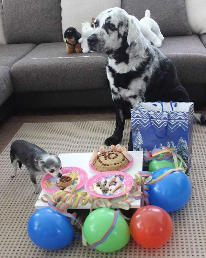 Multi-Colored Labrador Birthday Celebration