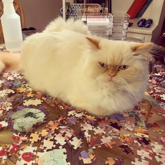 “Oh, Is This Table Where You Do Your Puzzles? That’s Funny, This Table Is Where I Do My Sits”