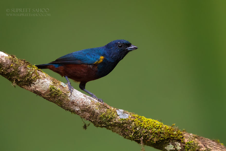 Chestnut-Bellied Euphonia