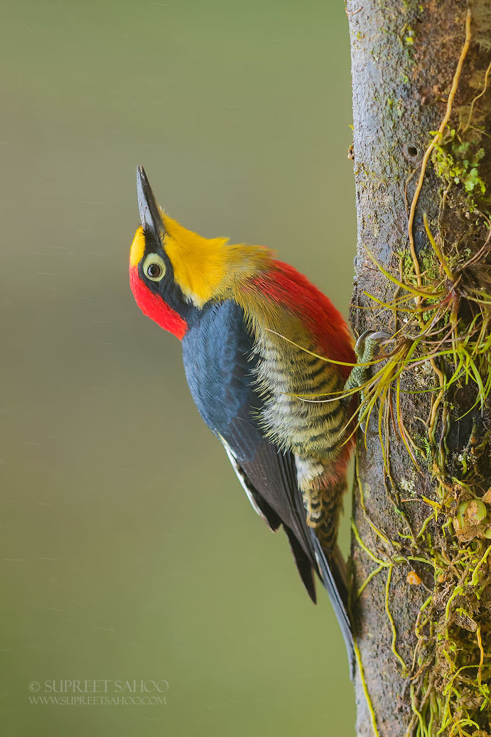 Colorful bird with red, yellow, and blue feathers clinging to a tree in the Brazilian Atlantic Forests habitat.