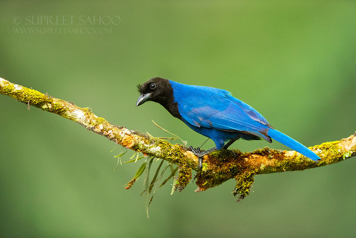 Blue bird with a black head perched on a mossy branch in the Brazilian Atlantic Forests showcasing exotic bird diversity.