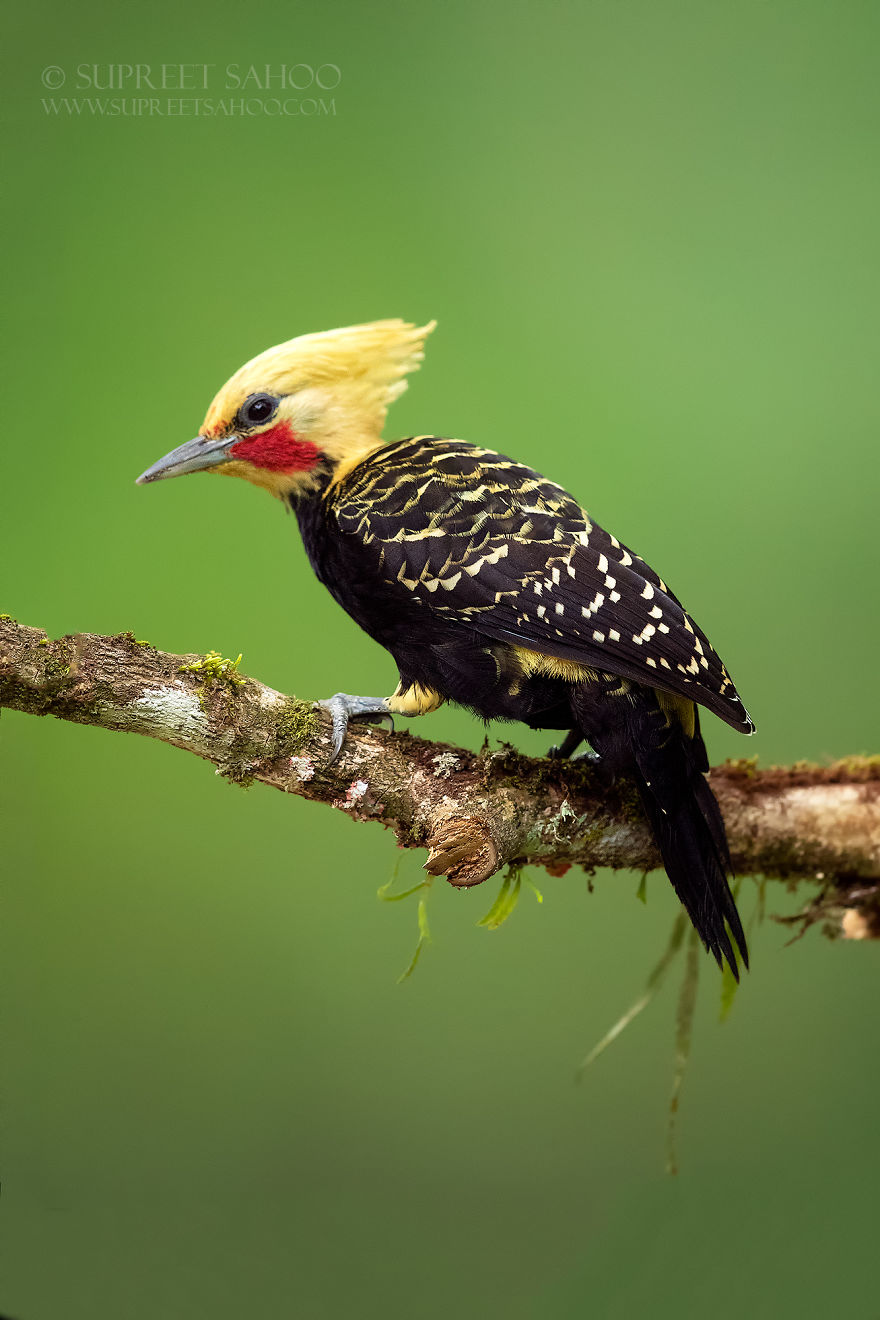 Blonde-Crested Woodpecker