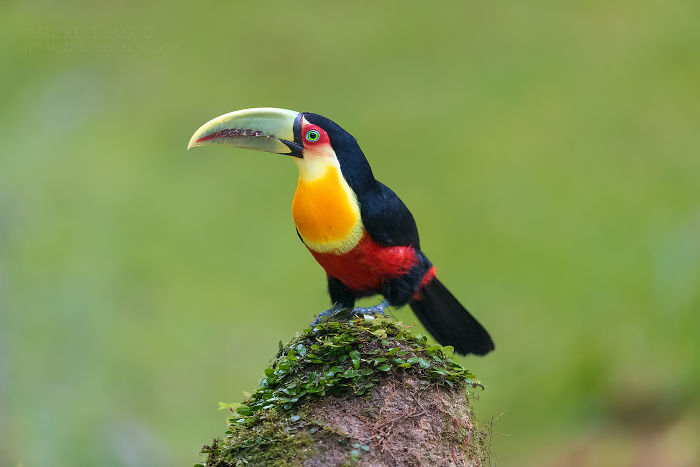 Colorful toucan perched on mossy rock in the Brazilian Atlantic Forests, showcasing diverse and exotic bird species.