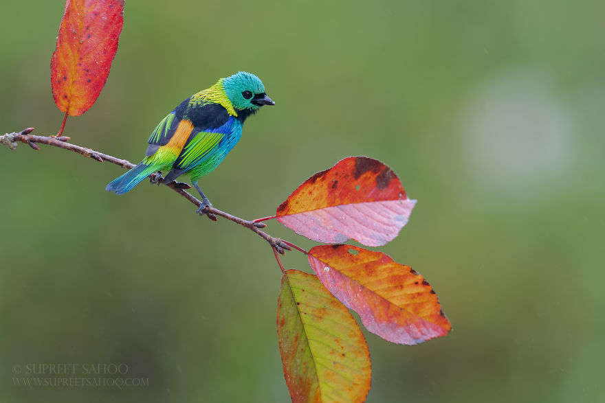 Green-Headed Tanager