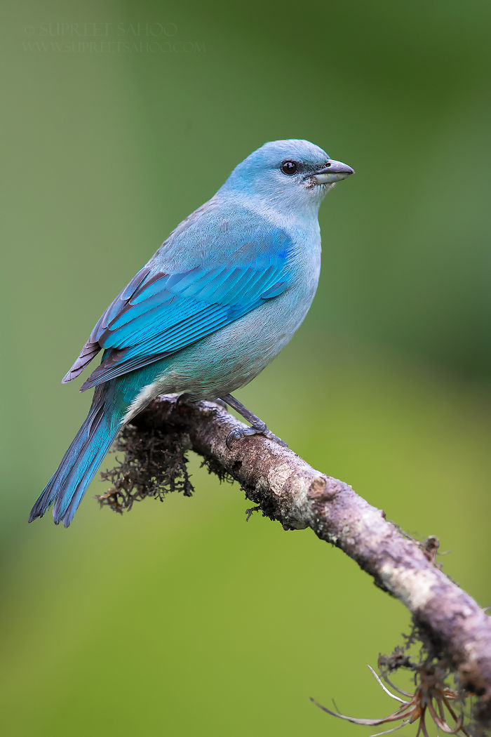 Vibrant blue bird perched on a branch in the Brazilian Atlantic Forests showcasing diverse exotic birds.