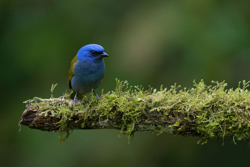 Blue-Capped Tanager
