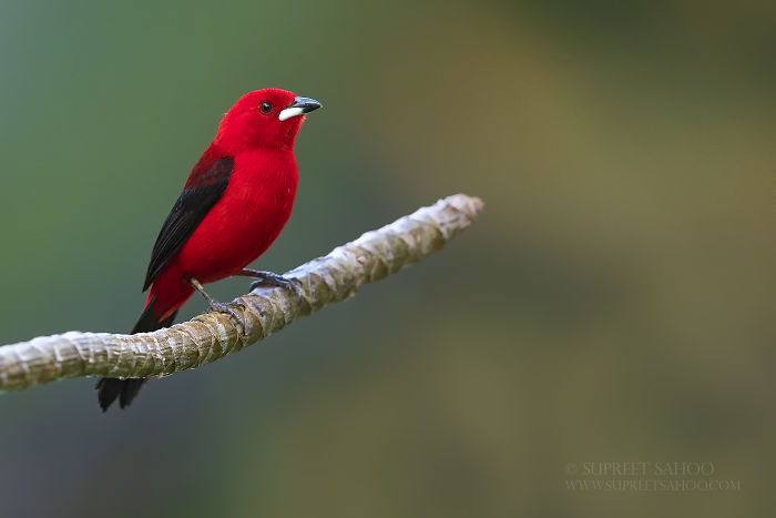 Bright red bird with black wings perched on a branch in the Brazilian Atlantic Forests showcasing exotic bird diversity.
