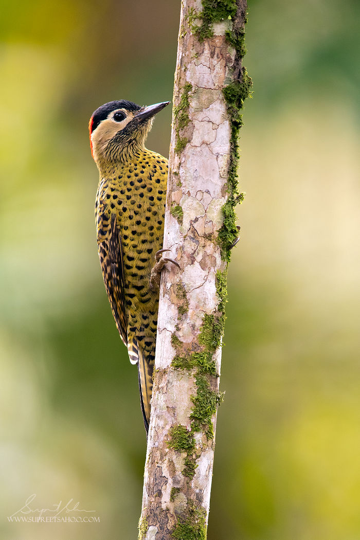 Yellow and black spotted bird on mossy tree trunk in the Brazilian Atlantic Forests showcasing exotic bird diversity.