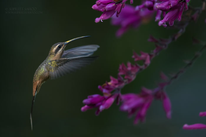 Hummingbird feeding on vibrant purple flowers in the Brazilian Atlantic Forests, showcasing diverse exotic birds.