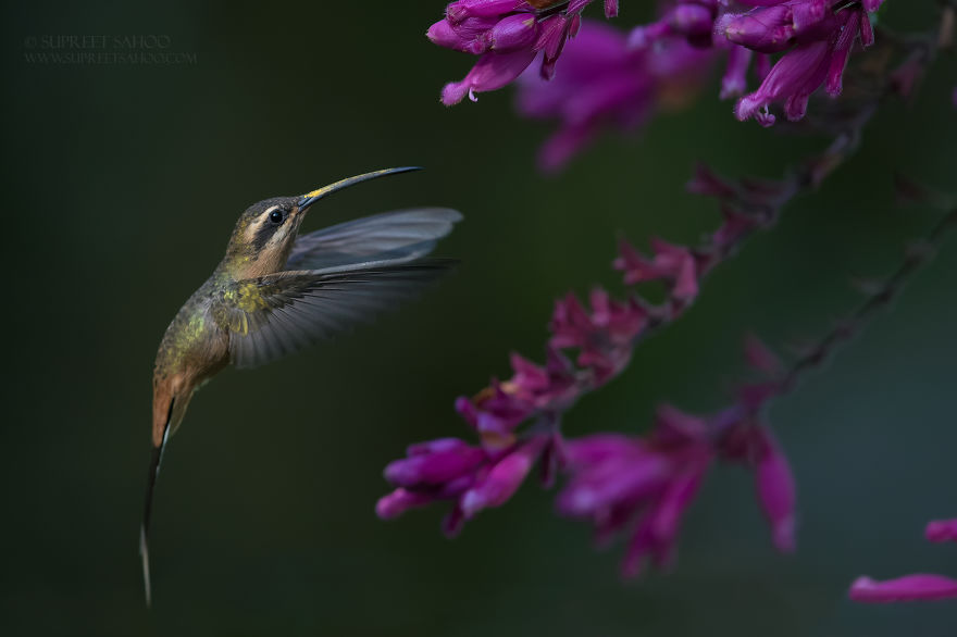 Scale-Throated Hermit