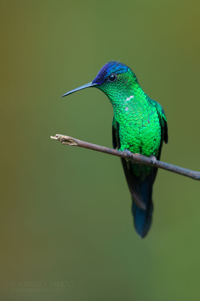 Close-up of an exotic hummingbird with vibrant green and blue feathers perched in the Brazilian Atlantic Forest.