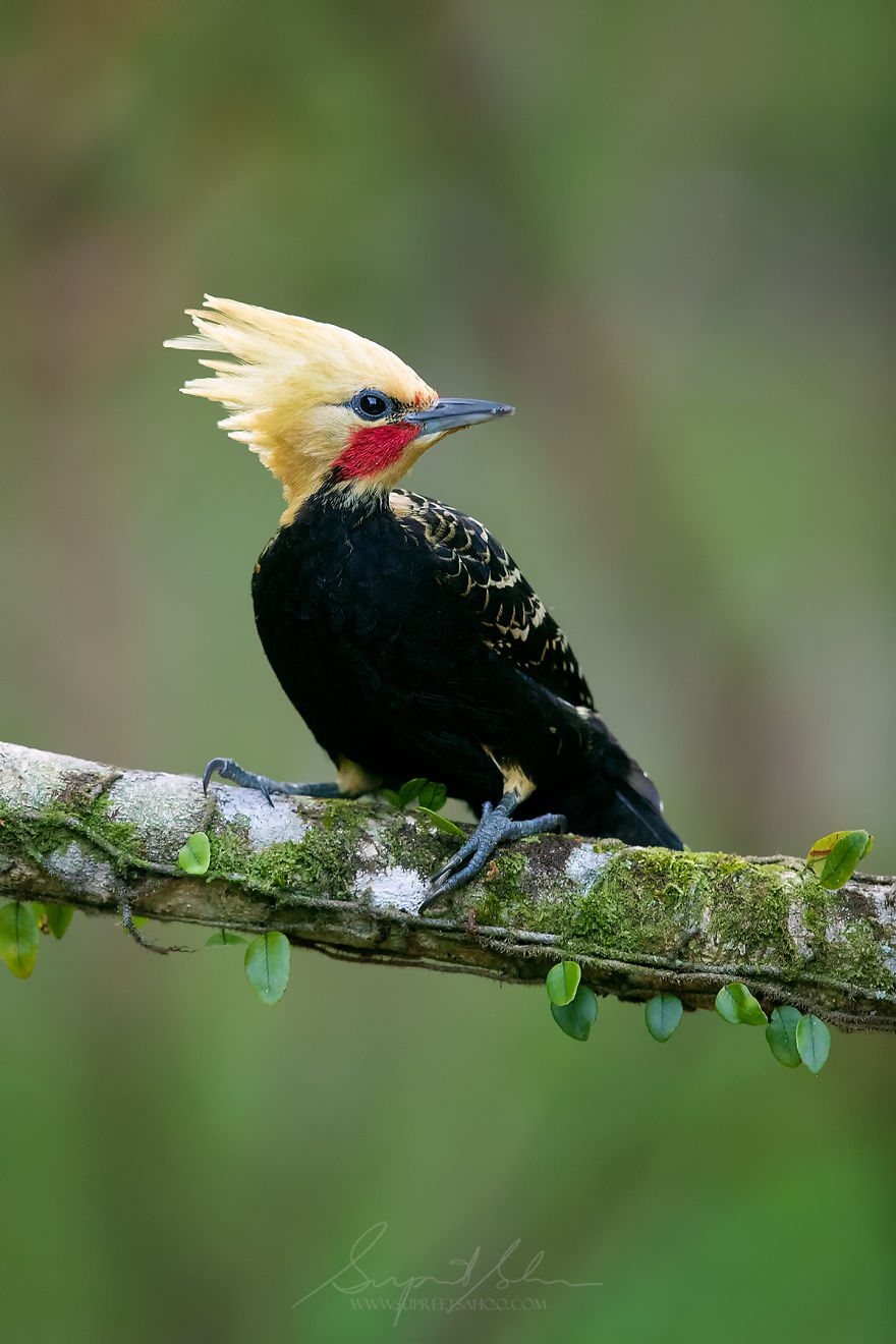 Blonde-Crested Woodpecker