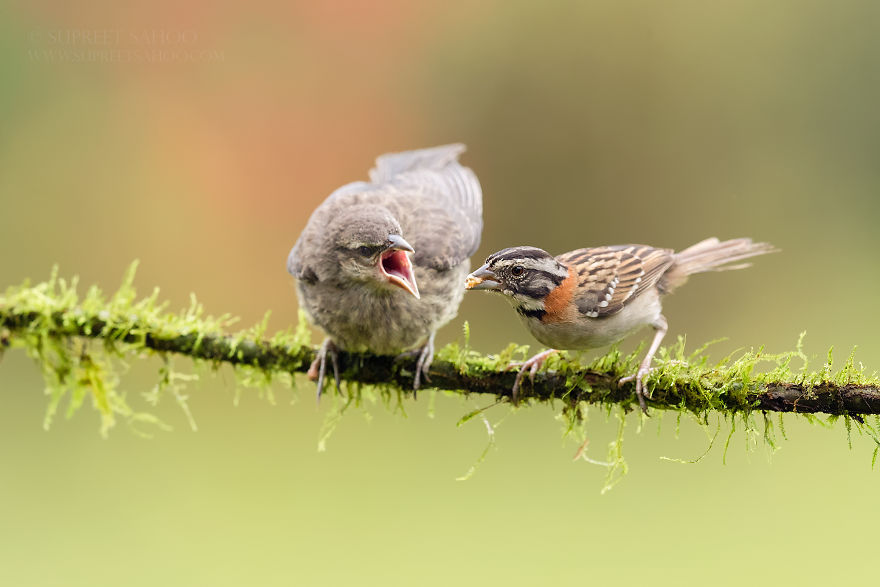 Rufous-Collared Sparrow (R) & Bronzed Cowbird (L)