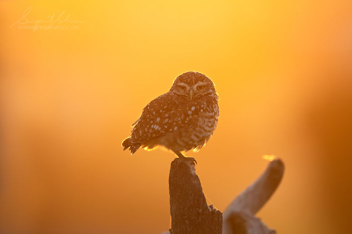 Burrowing owl perched on a branch at sunset in the Brazilian Atlantic Forest, showcasing diverse exotic bird species.