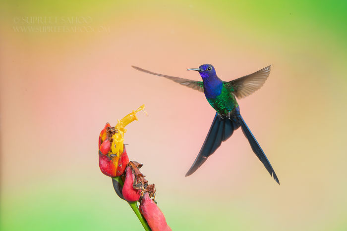 Hummingbird with vibrant blue and green feathers flying near a red flower in Brazilian Atlantic Forests bird diversity.