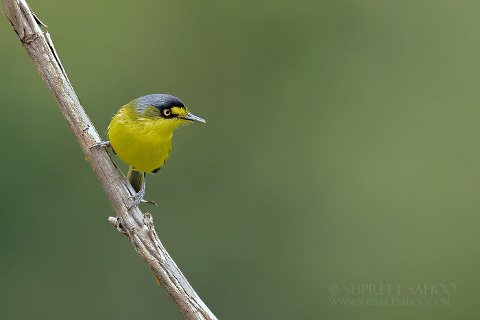 Small exotic bird with yellow body and gray head perched on a branch in the Brazilian Atlantic Forests habitat.