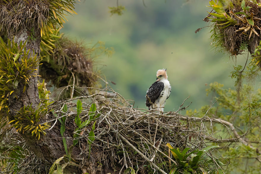 Ornate Hawk Eagle - Chick